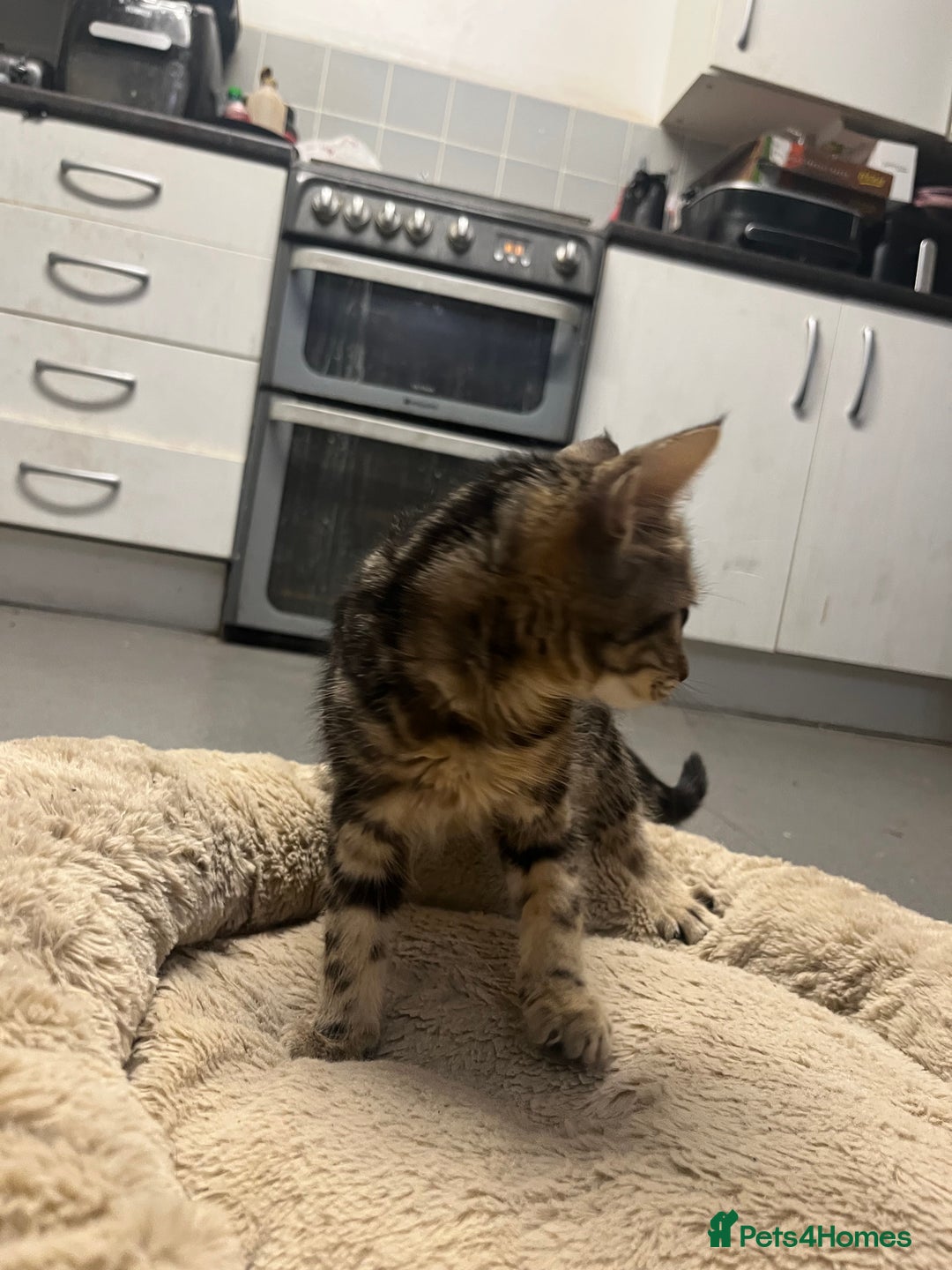 Mixed Breed cats for sale: Beautiful 12 week old Girl kitten for sale - Advert 5