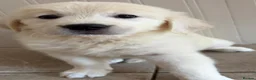 Golden Retriever dogs for sale: Lovely, confident playful puppies - Advert 16