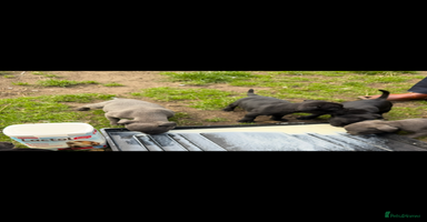 Staffordshire Bull Terrier dogs - Advert 5