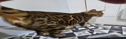 Bengal cats for sale: Gccf Bengal Retired Queen - Advert 5