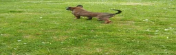 Belgian Shepherd Dog dogs for sale: Belgian Malinois knpv x ring sport fci ikc reg in Omagh - Advert 21