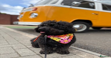 Cavapoochon dogs - Advert 21