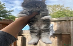 Mixed Breed cats for sale: DLH kittens x tabby females - Image 3