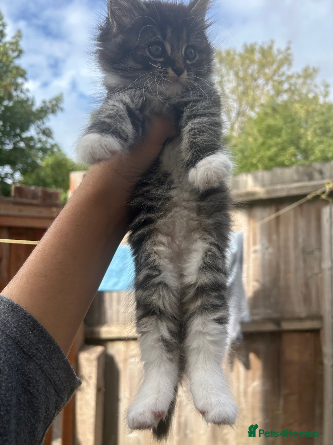 Mixed Breed cats for sale: DLH kittens x tabby females - Image 3