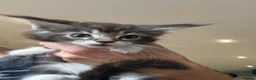 Maine Coon cats for sale: Full maine coon kittens ready now - Advert 3