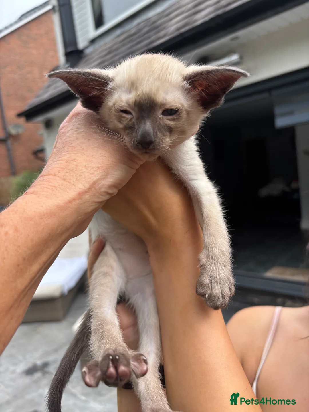 Oriental cats for sale: Oriental and Siamese - Advert 6