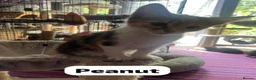 Mixed Breed cats for adoption: Rescue kitten peanut is looking for her own home - Advert 2