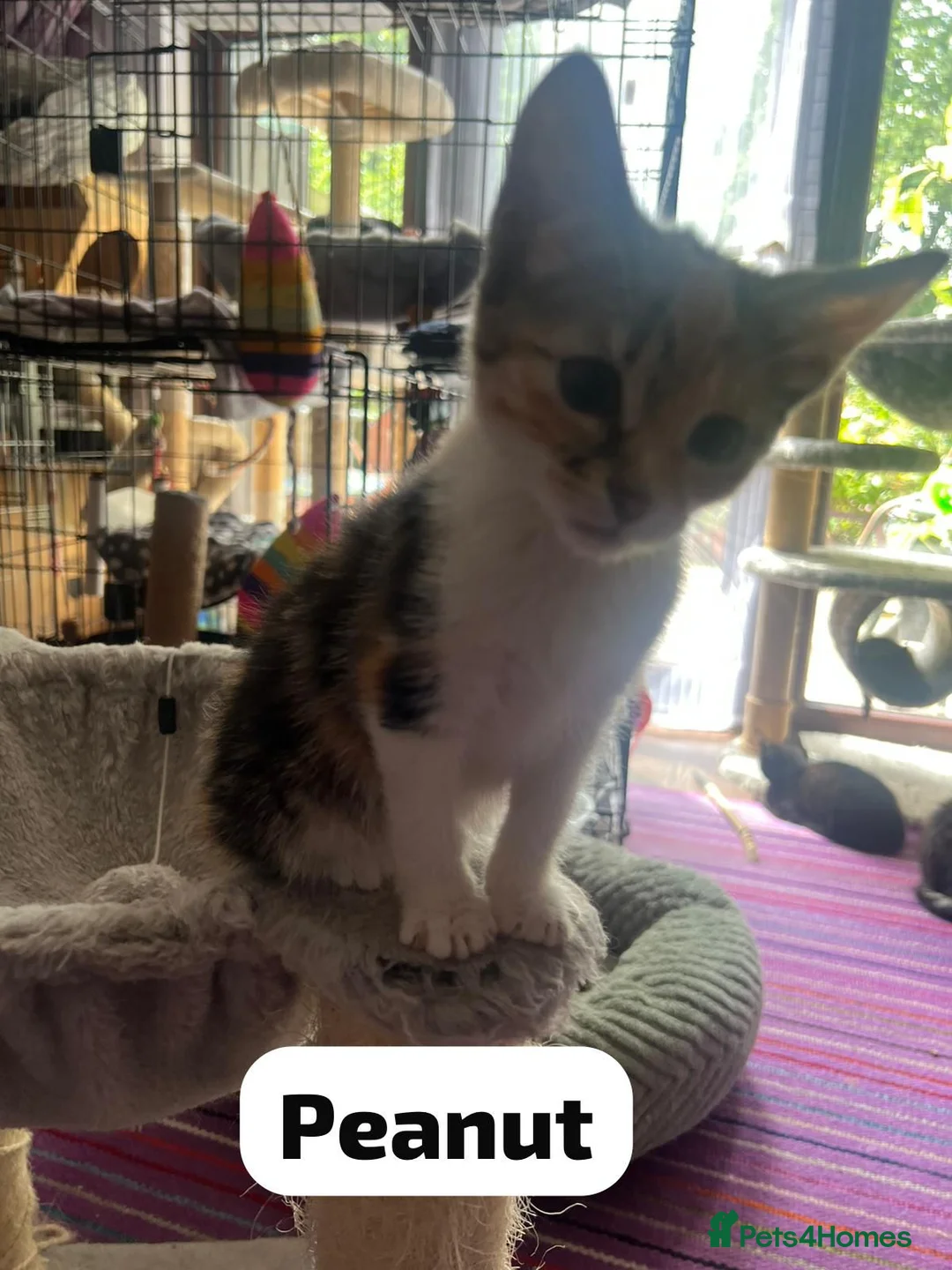 Mixed Breed cats for adoption: Rescue kitten peanut is looking for her own home - Advert 2