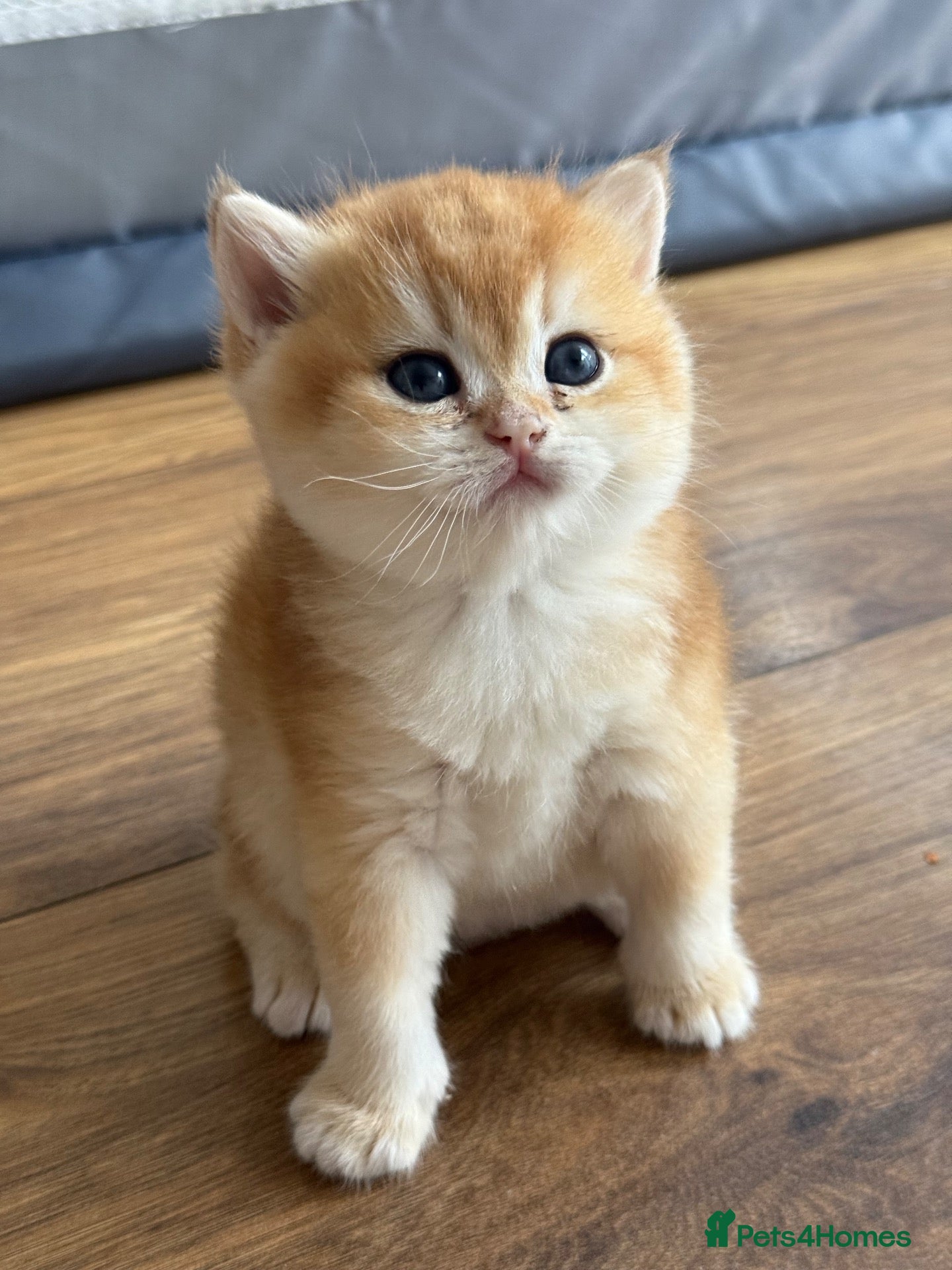 British Longhair cats British Longhair BSH - Advert 14