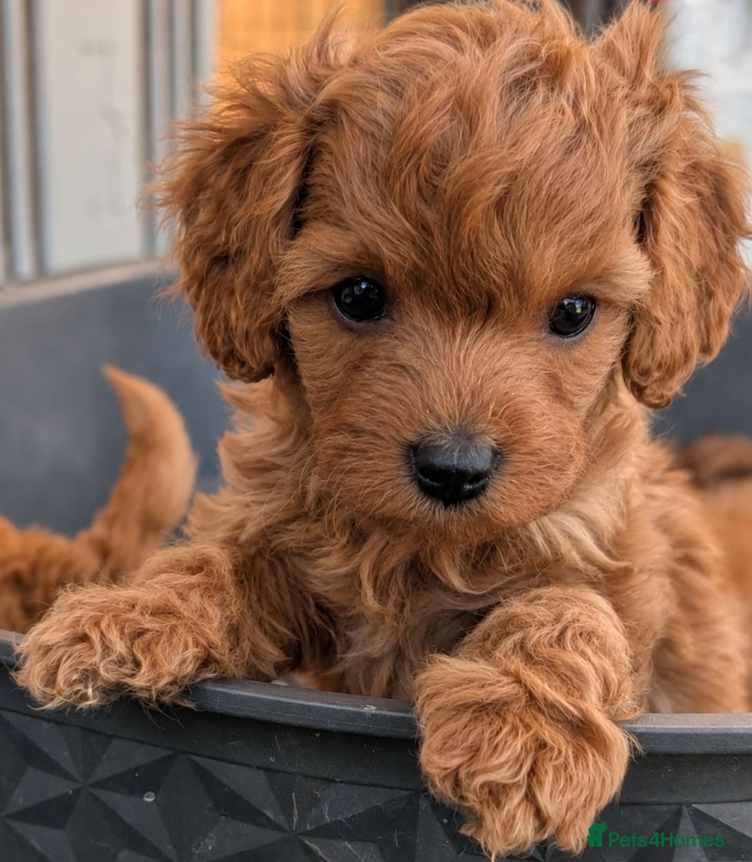 Cavapoo dogs Extensively Health Tested Thearpy Cavapoos - Advert 2