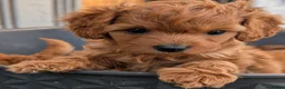 Cavapoo dogs for sale: F1 Extensively Health Tested Thearpy Cavapoos - Advert 11