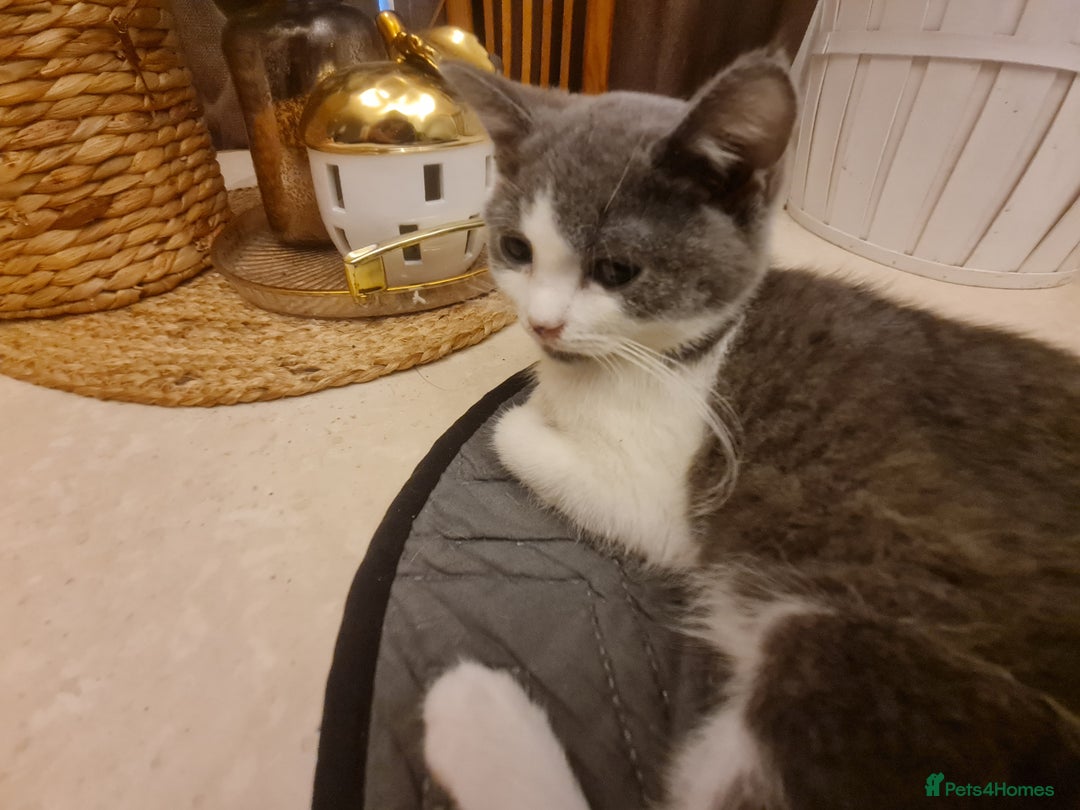 Mixed Breed cats for sale: Stunning  kittens looking  4 new home - Advert 6