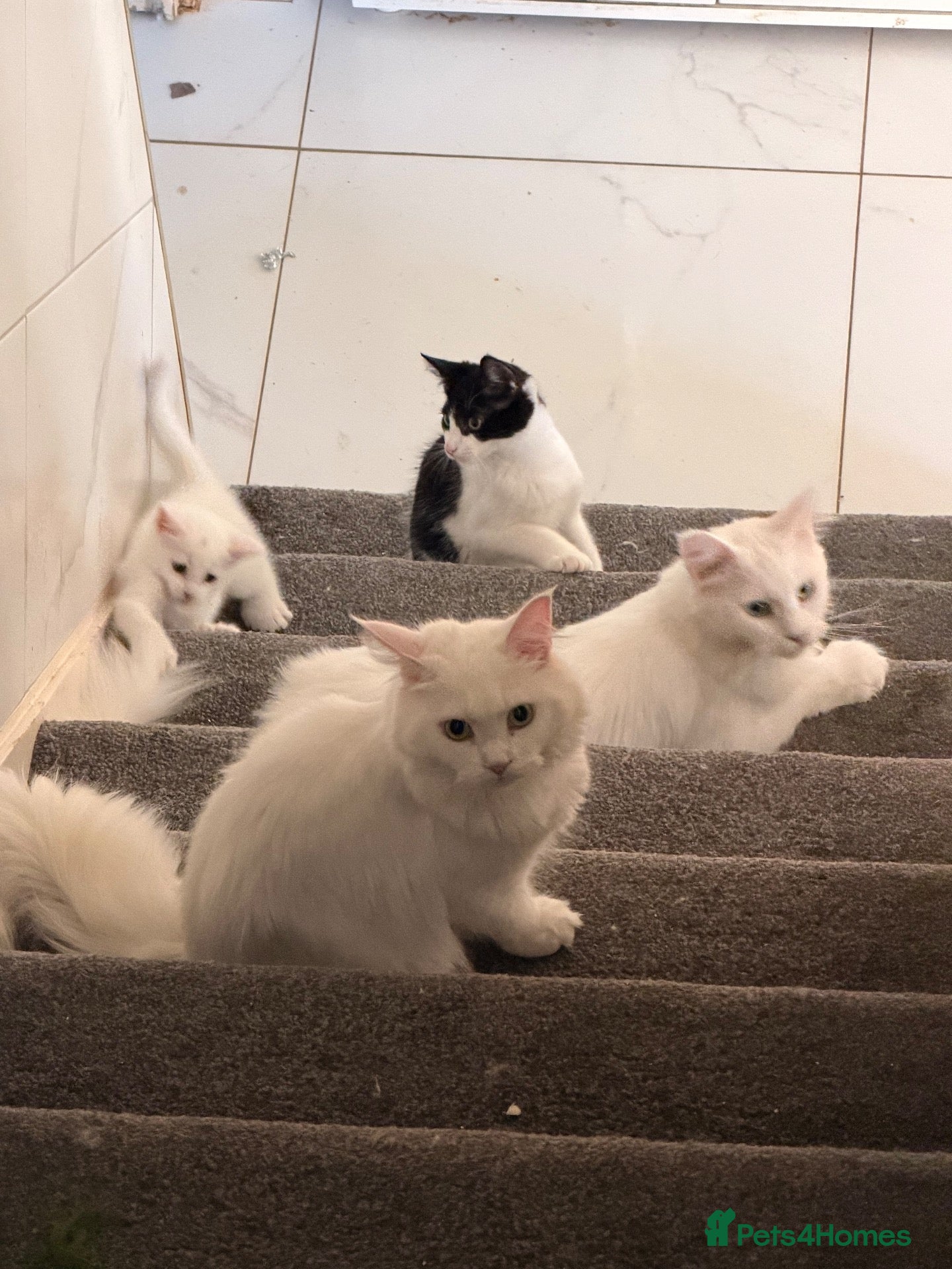 Mixed Breed cats for sale: 4 Maine Coon-Type Kittens. Polydactyl & Odd-Eyed - Advert 1
