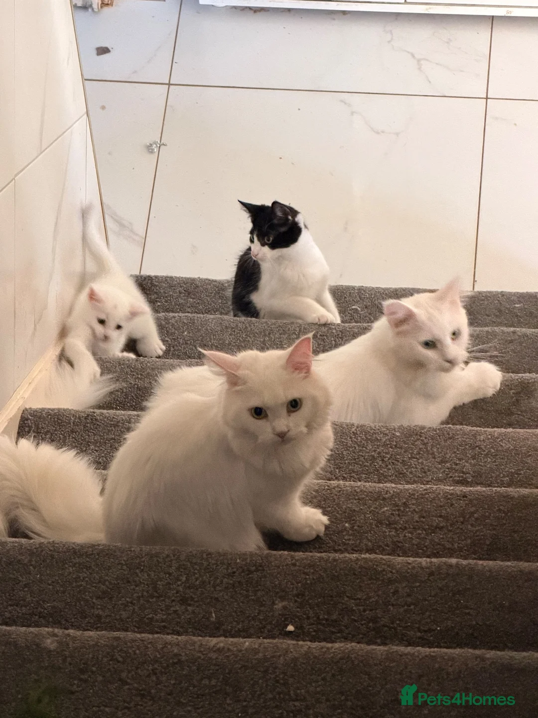 Mixed Breed cats for sale: 4 Maine Coon-Type Kittens. Polydactyl & Odd-Eyed - Advert 1