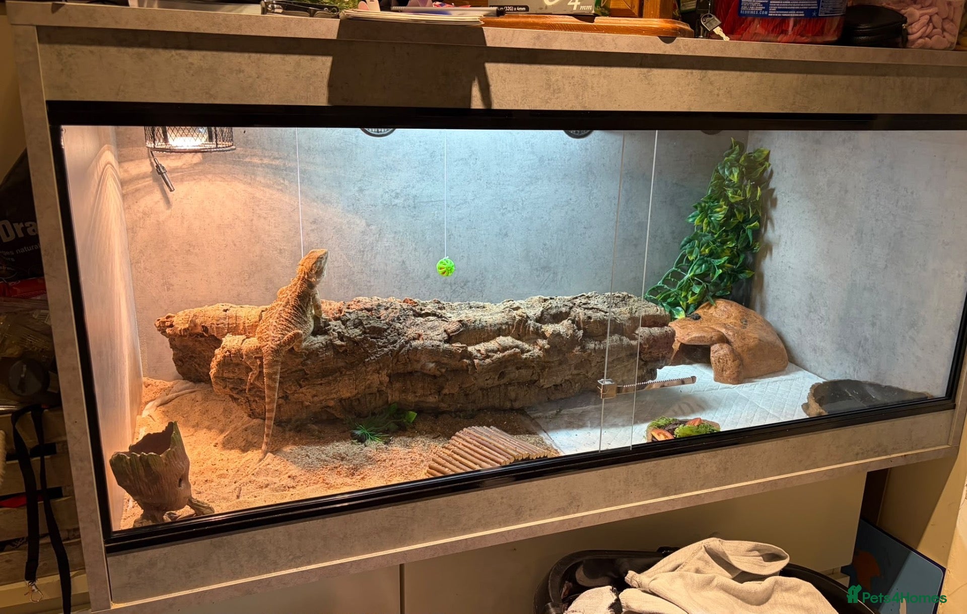 Bearded Dragon reptiles Bearded dragon and whole set up - Advert 1