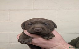Labrador Retriever dogs for sale: Gorgeous chocolate Labrador puppies for sale - Advert 3