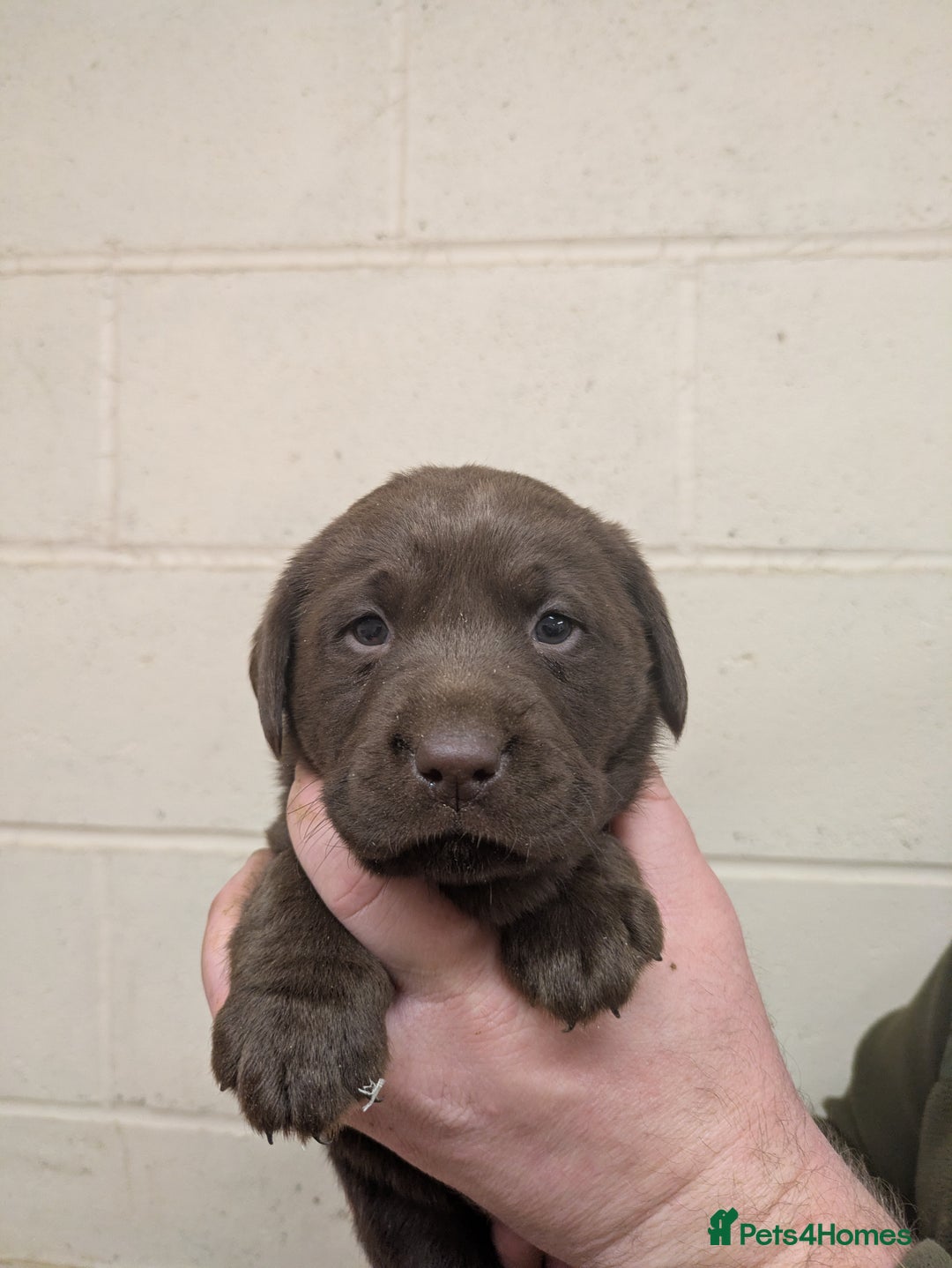 Labrador Retriever dogs for sale: Gorgeous chocolate Labrador puppies for sale - Advert 3