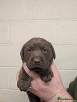 Labrador Retriever dogs Gorgeous chocolate Labrador puppies for sale - Advert 2