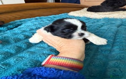 Shih Tzu dogs for sale: Two little boy Shih Tzu looking for their family - Advert 7