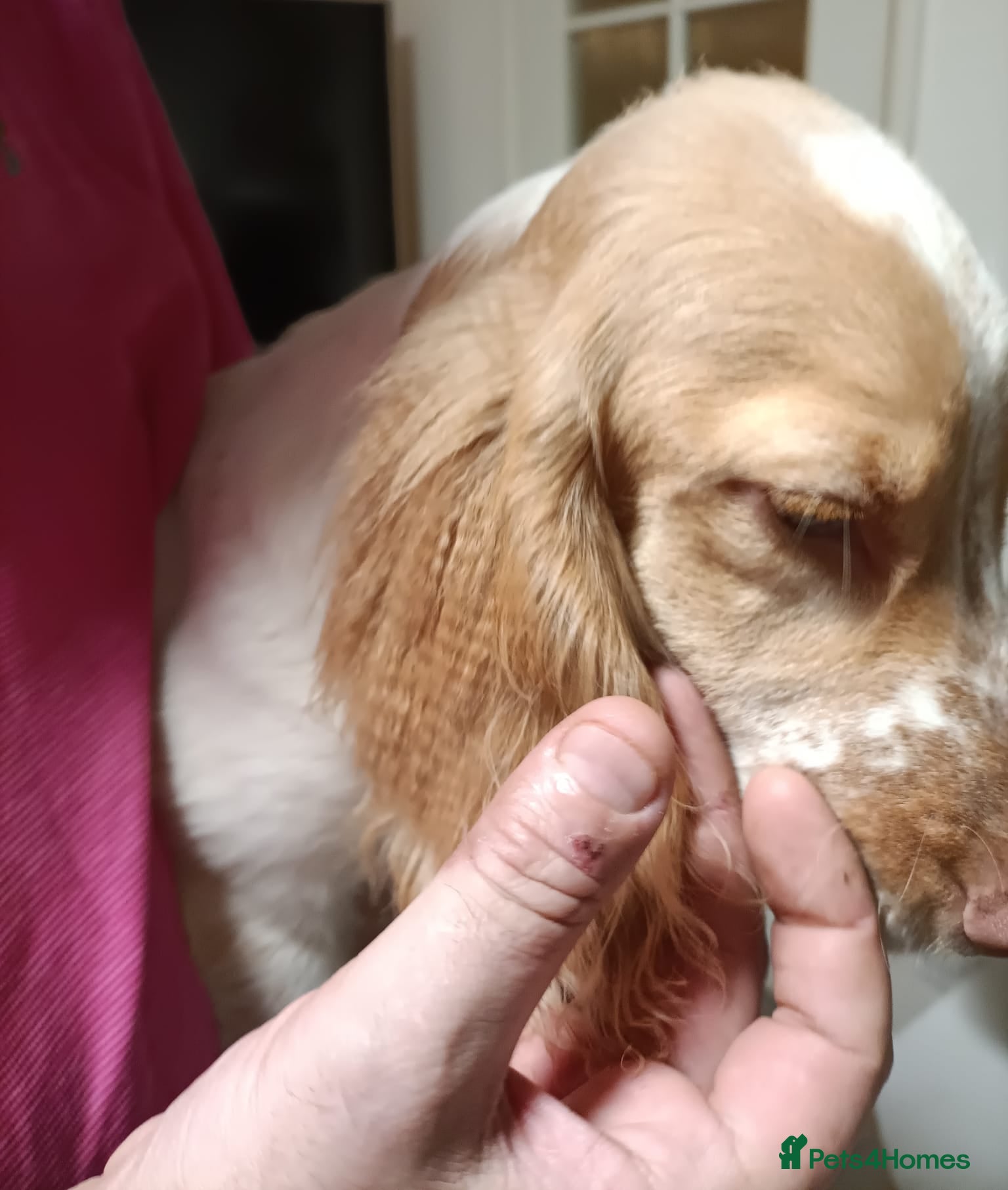 Cockapoo dogs Cockapoo F1B - Advert 5