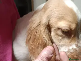 Cockapoo dogs Cockapoo F1B - Advert 15