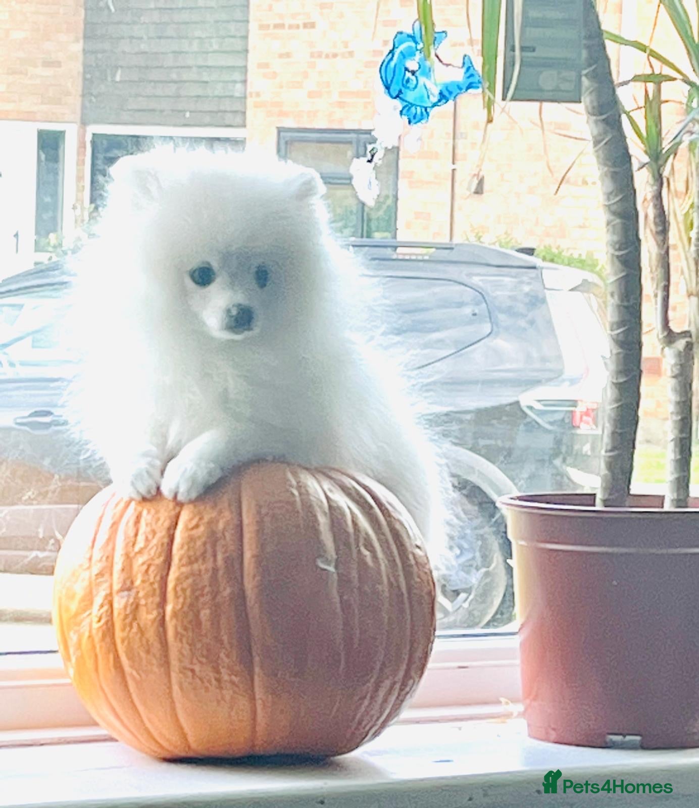 Pomeranian dogs Adorable little pom-poms looking new parents - Advert 17
