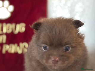 Pomeranian dogs *READY 24th Dec! x2 small boy poms for sale - Advert 2