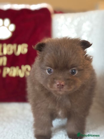 Pomeranian dogs *READY 24th Dec! x2 small boy poms for sale - Advert 2