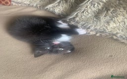Mixed Breed cats for sale: Part Persian  - Image 7