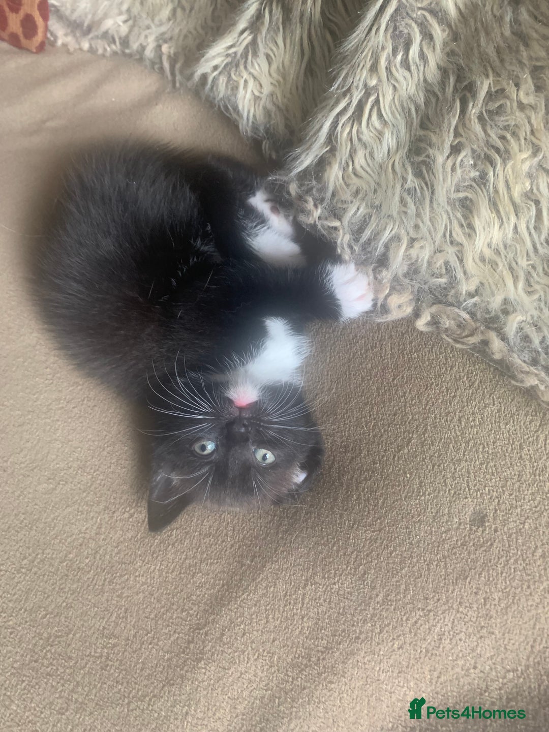 Mixed Breed cats for sale: Part Persian  - Image 7