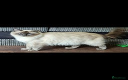 Ragdoll cats for sale: Blue Point Ragdoll Kittens for sale   - Image 16