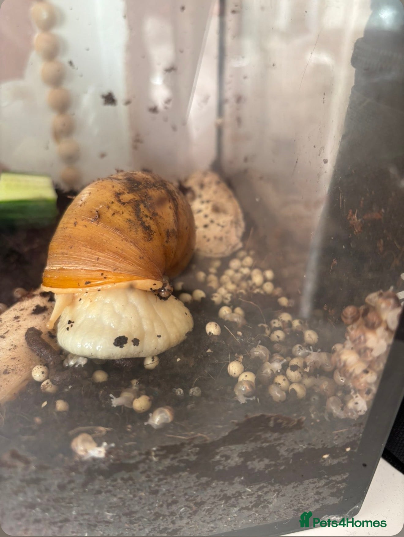 Snails invertebrates Albino giant African land snails  - Advert 13