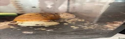 Snails invertebrates for sale: Albino giant African land snails  in Walsall - Advert 1