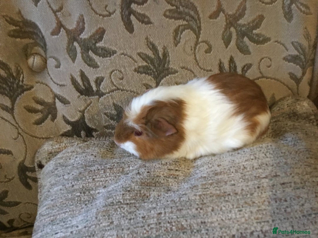 Guinea Pig rodents for sale: Baby females ready now - Advert 2