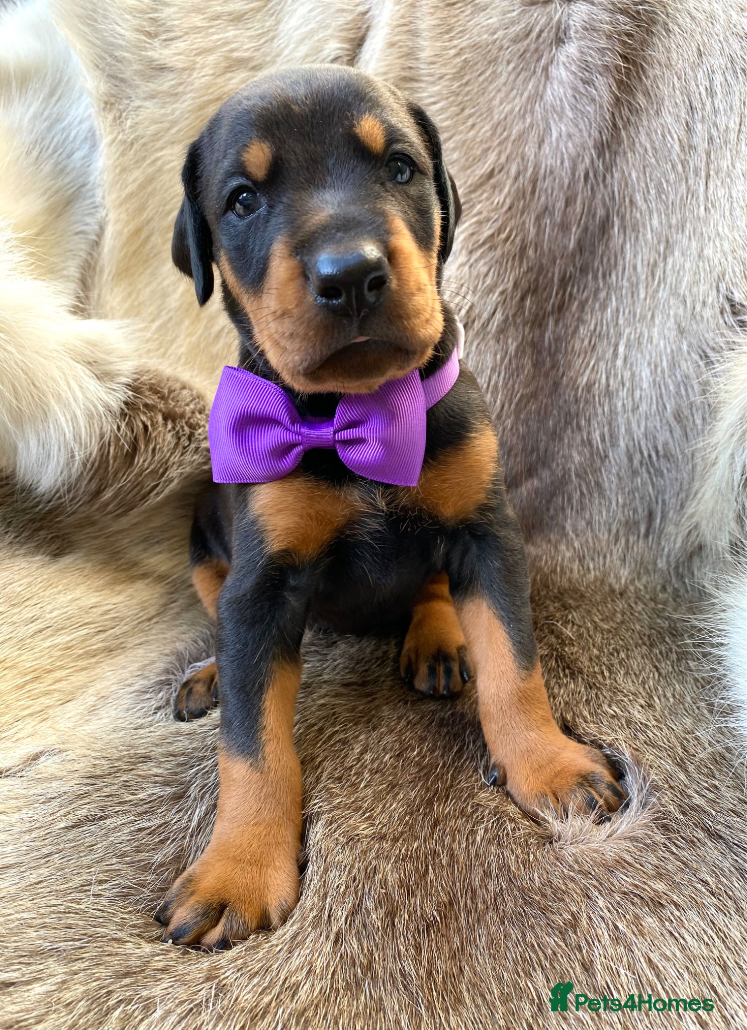 Dobermann dogs *KC REGISTERED* HEALTH TESTED DOBERMAN PUPPIES* - Advert 1