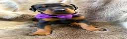Dobermann dogs for sale: *KC REGISTERED* HEALTH TESTED DOBERMAN PUPPIES* - Advert 28