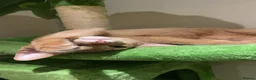 Abyssinian cats for sale: Abyssinian Kittens 🐾 - Advert 10