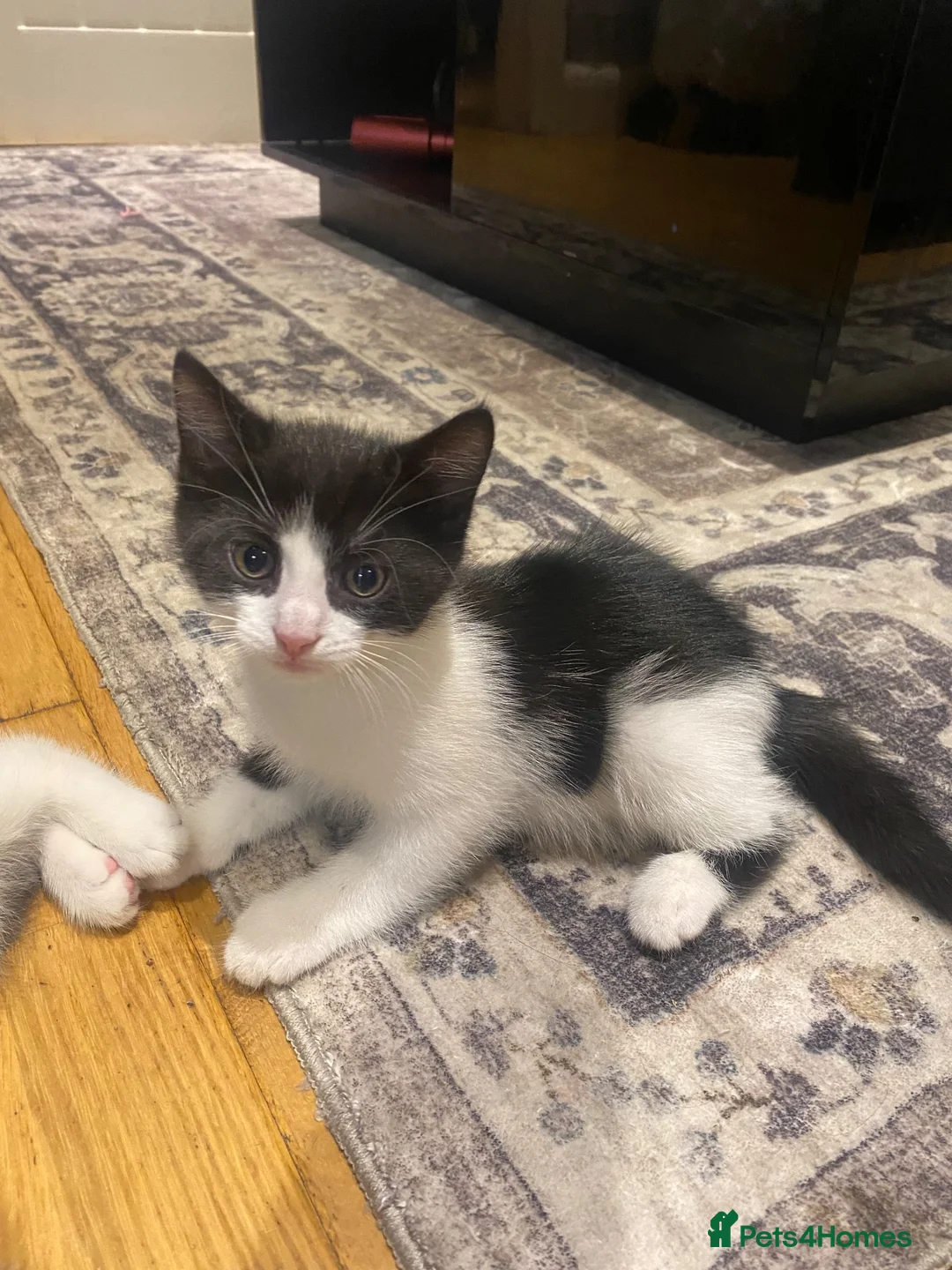 Mixed Breed cats for sale: 3 adorable kittens 2Males and 1Femal  in Stanmore - Advert 15