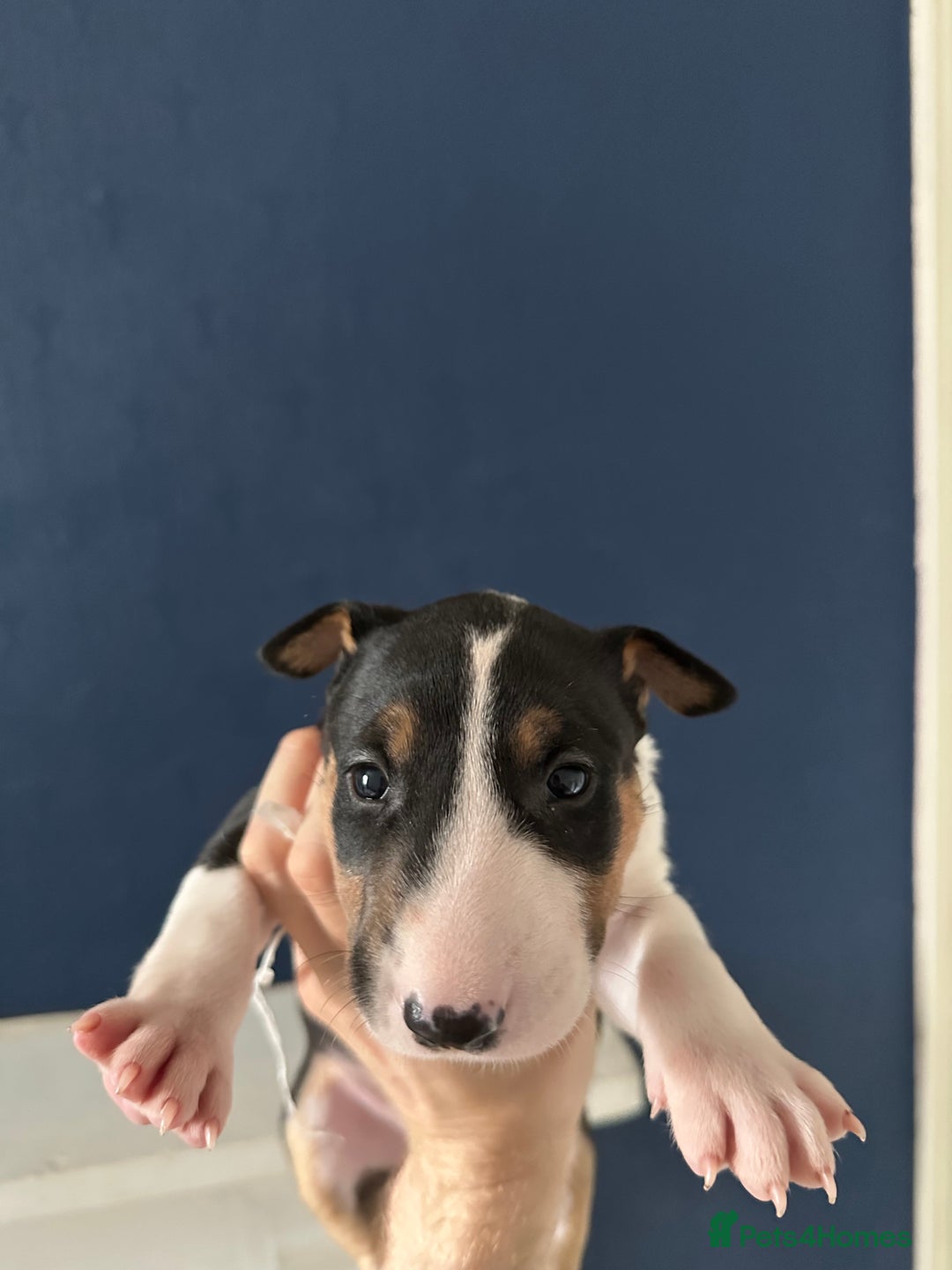 English Bull Terrier dogs for sale: English Bull Terrier Puppy 4 - QUALITY BULL TERRIER PUPPIES ❗️❗️ - Image 10