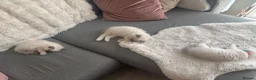 Ragdoll cats for sale: 💙 Beautiful Pure Ragdoll Kittens 💙 in Romford - Advert 6