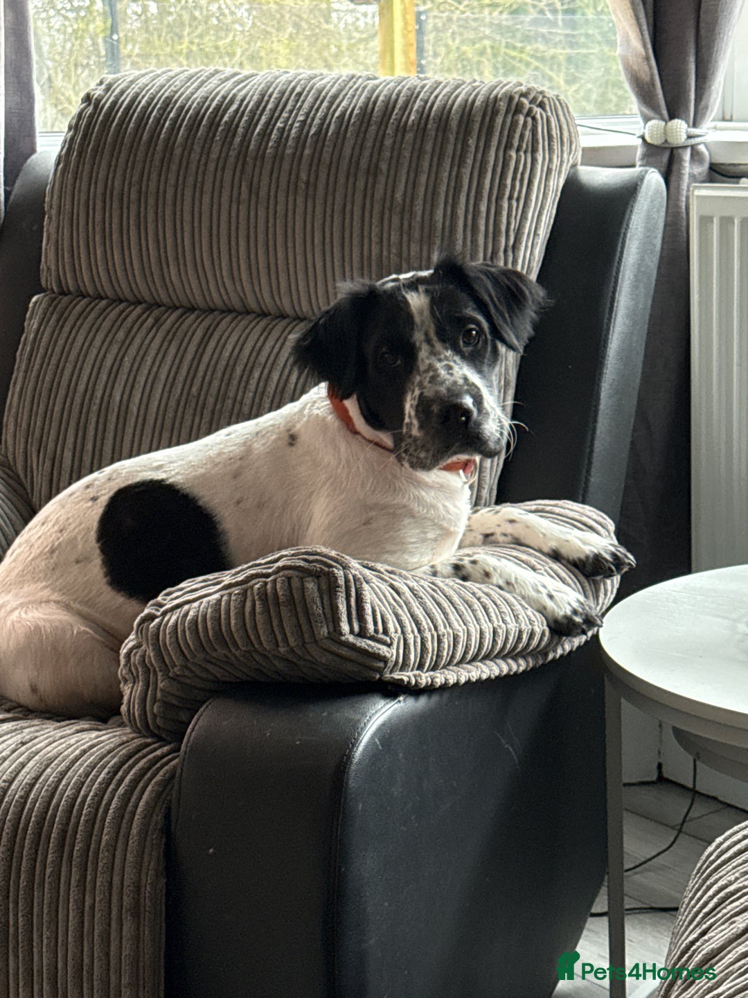 Mixed Breed dogs for sale: 2 female Shar Pei cross spaniel pups  - Advert 2