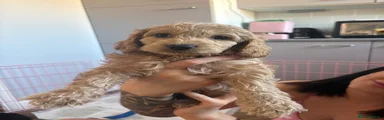Cockapoo boy 3