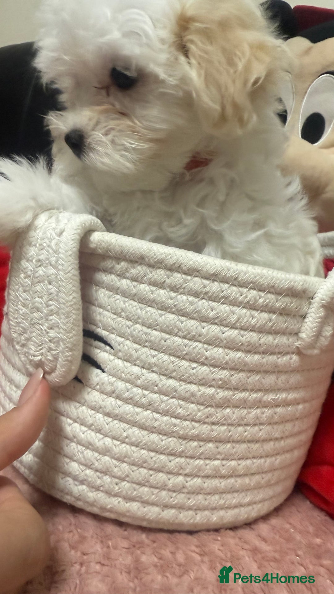 Maltese dogs for sale: Maltese puppy’s  - Image 8