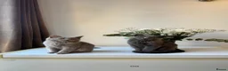 British Shorthair cats for sale: Beautiful Boy British Shorthairs for Sale  - Advert 5