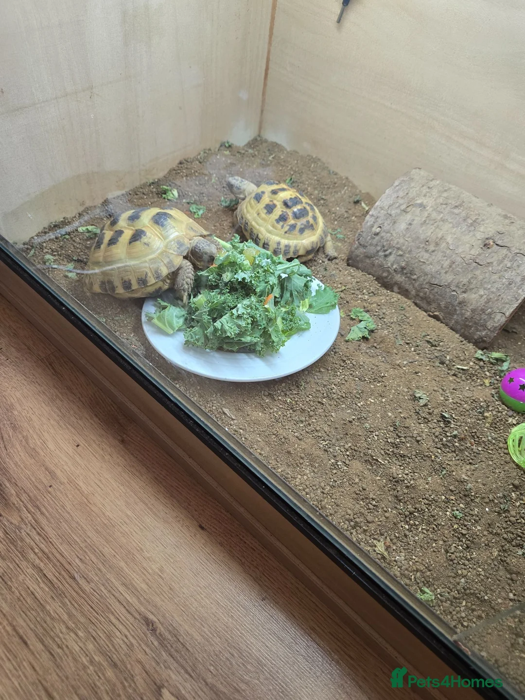 Tortoise reptiles for sale: 2 horsefield tortoises in London - Advert 2