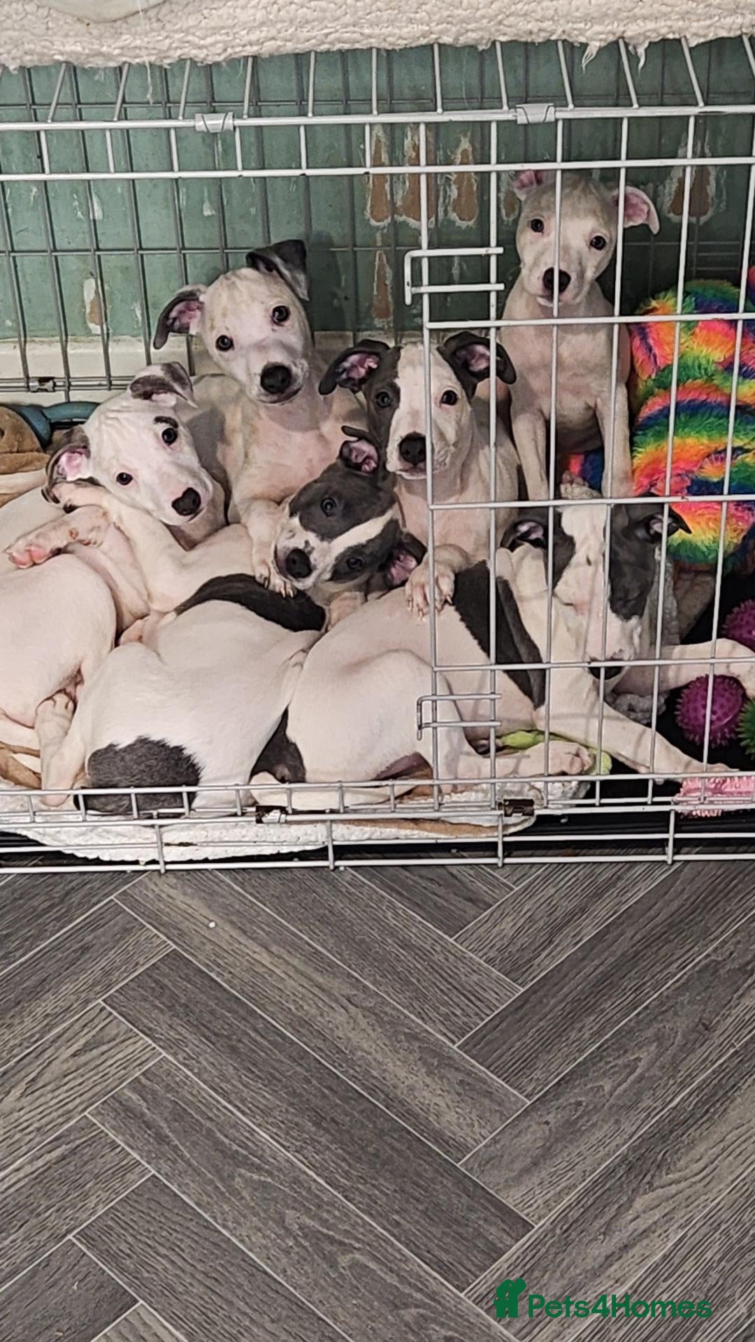 Mixed Breed dogs for sale: Whippet staffy puppies 4boys 4 girls  - Advert 6