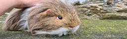 Guinea Pig rodents for sale: Sheltie Male.  - Advert 5