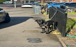 Cane Corso dogs for sale: Beautiful Female Cane corso - Image 4