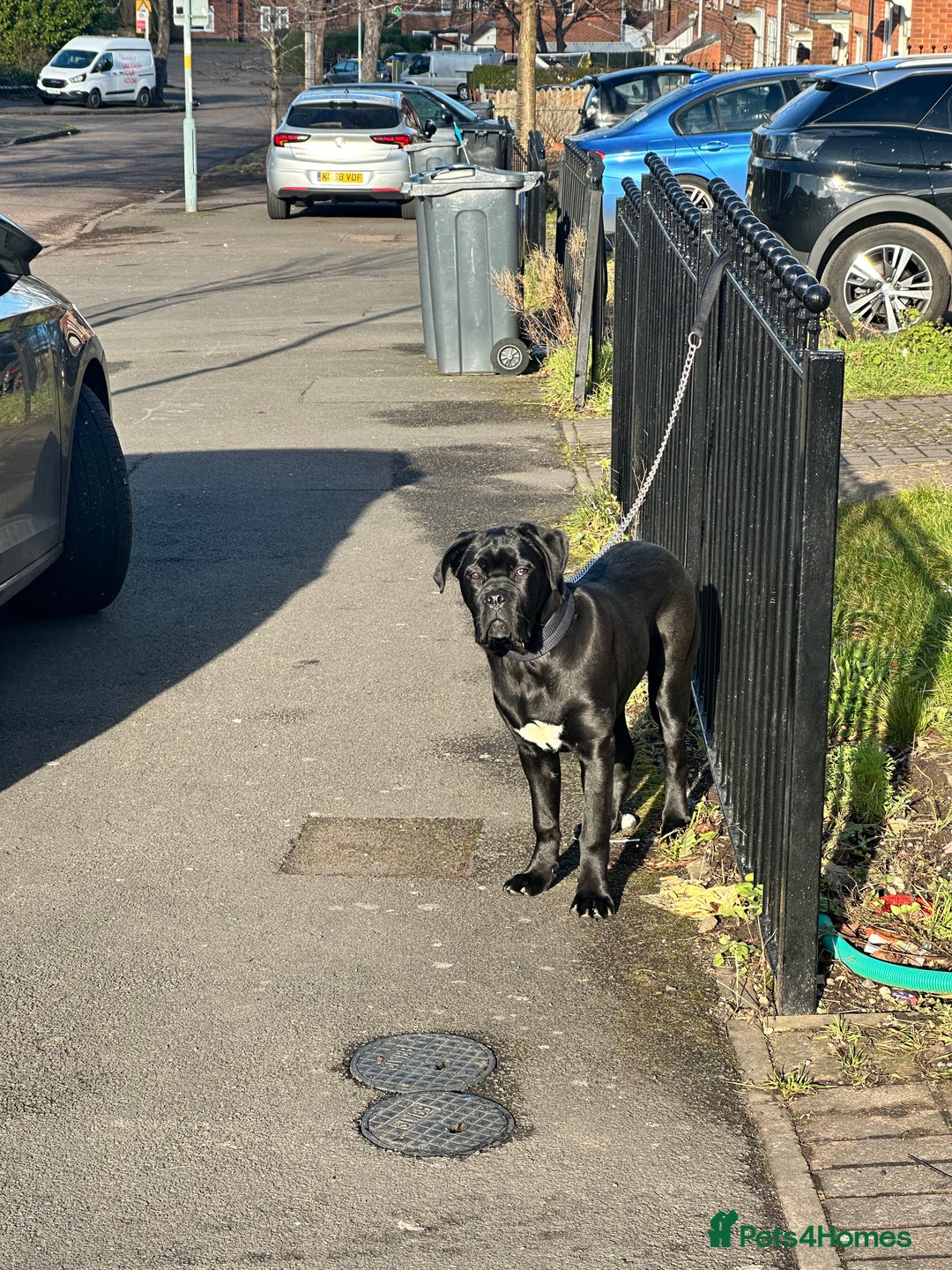 Cane Corso dogs for sale: Beautiful Female Cane corso - Image 4