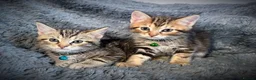Mixed Breed cats for sale: 5 beautiful kittens  - Advert 11